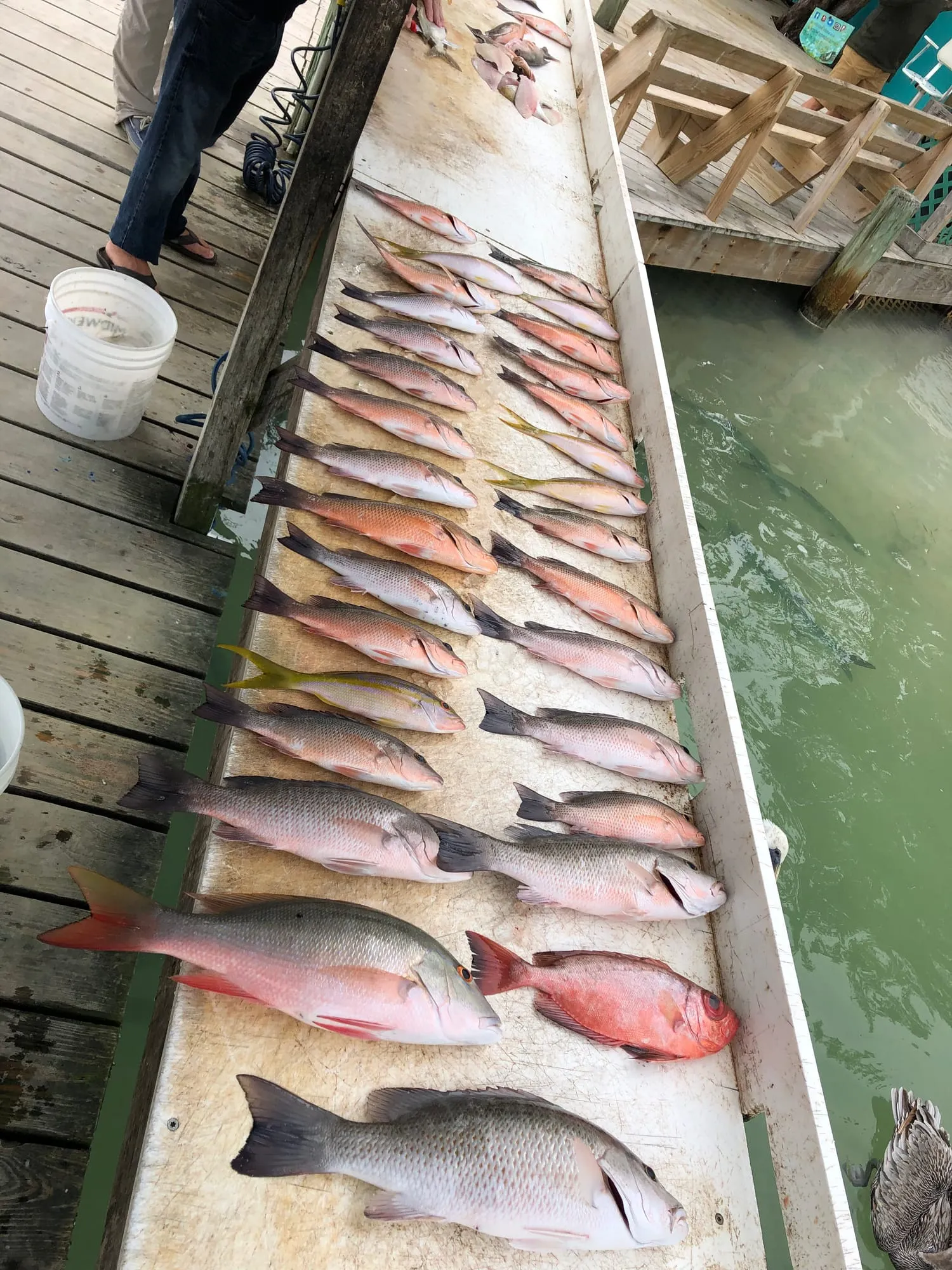 Cooler full of snapper after a reef trip