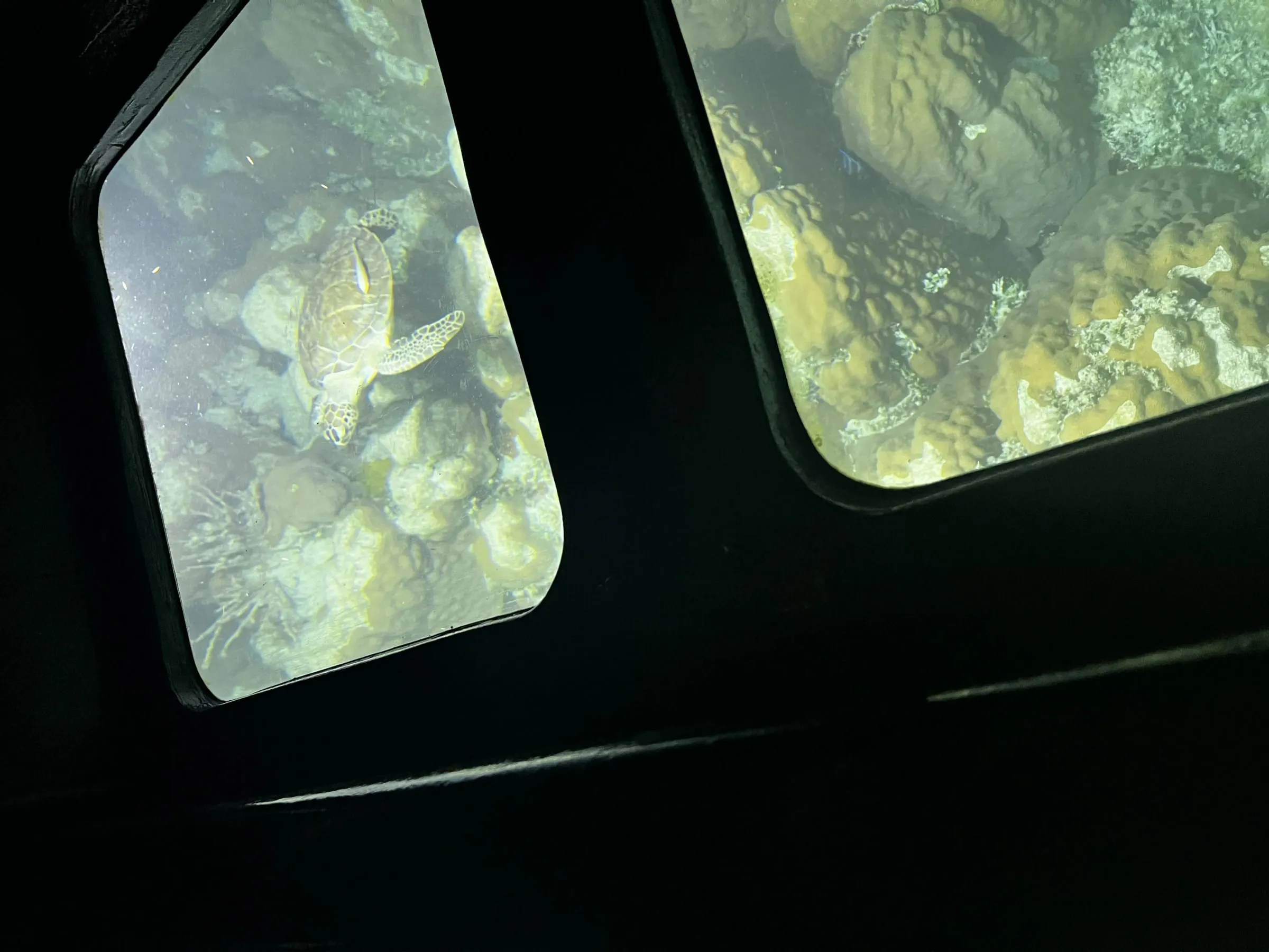 Sea turtle over coral seen through the Transparensea's glass viewing windows